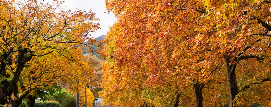 Downtown in Fall Colors